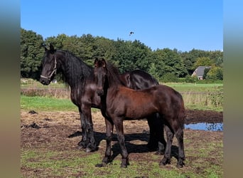 Fries paard, Merrie, Veulen (05/2025), 165 cm, Zwart