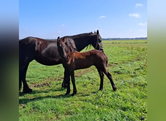 Fries paard, Merrie, Veulen (05/2025), 165 cm, Zwart