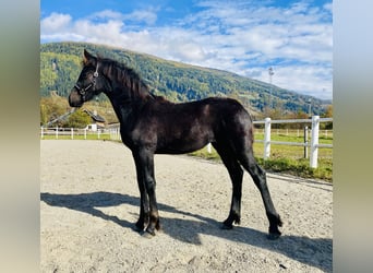 Fries paard, Merrie, Veulen (05/2025), 167 cm, Zwart