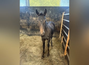 Fries paard Mix, Merrie, Veulen (02/2026)
