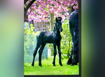 Fries paard, Merrie, veulen (04/2024), Zwart