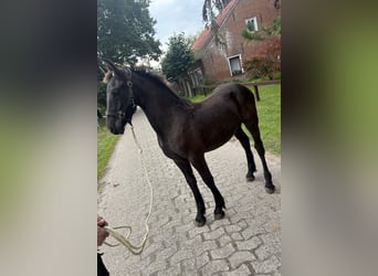 Fries paard, Merrie, Veulen (03/2025), Zwart