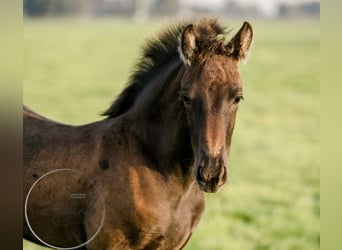 Fries paard, Merrie, veulen (04/2023), Zwart