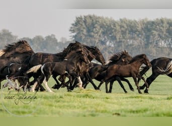 Fries paard, Merrie, veulen (04/2023), Zwart
