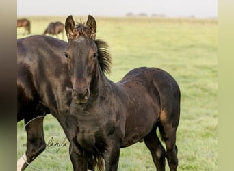 Fries paard, Merrie, veulen (04/2023), Zwart