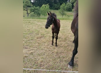 Fries paard, Merrie, veulen (04/2024), Zwart