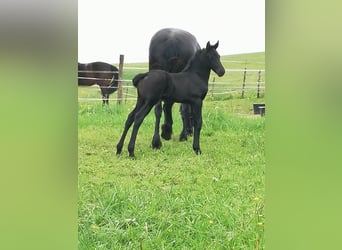 Fries paard, Merrie, veulen (04/2024), Zwart