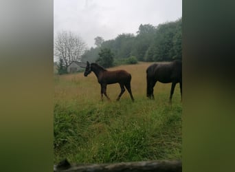 Fries paard, Merrie, veulen (04/2024), Zwart