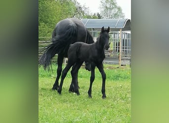 Fries paard, Merrie, veulen (04/2024), Zwart