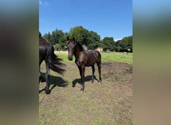 Fries paard, Merrie, Veulen (03/2025), Zwart