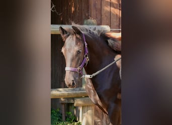 Fries paard Mix, Merrie, Veulen (03/2026), Zwart