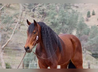 Fries paard, Ruin, 10 Jaar, 152 cm, Roodbruin