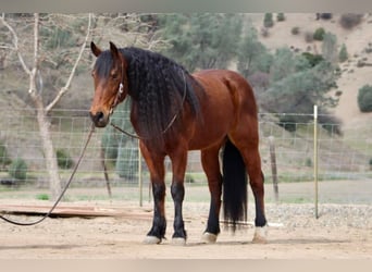 Fries paard, Ruin, 10 Jaar, 152 cm, Roodbruin