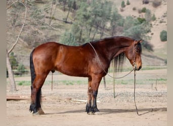 Fries paard, Ruin, 10 Jaar, 152 cm, Roodbruin