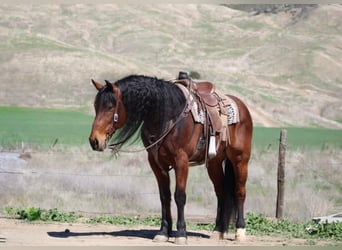 Fries paard, Ruin, 10 Jaar, 152 cm, Roodbruin