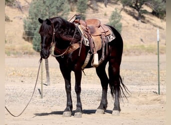 Fries paard, Ruin, 10 Jaar, 152 cm, Zwart