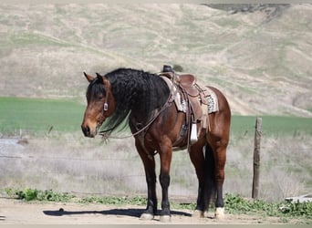 Fries paard, Ruin, 10 Jaar, 155 cm, Roodbruin