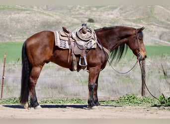 Fries paard, Ruin, 10 Jaar, 155 cm, Roodbruin