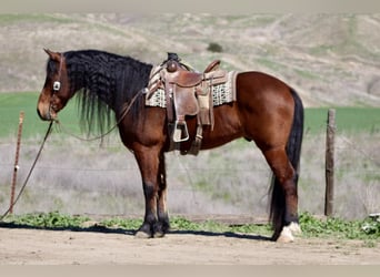 Fries paard, Ruin, 10 Jaar, 155 cm, Roodbruin