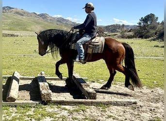 Fries paard, Ruin, 10 Jaar, 155 cm, Roodbruin