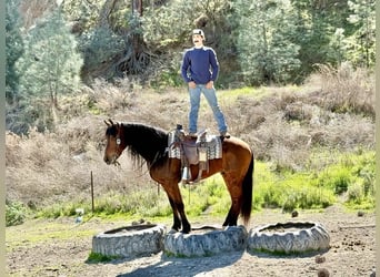 Fries paard, Ruin, 10 Jaar, 155 cm, Roodbruin