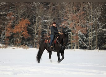 Fries paard Mix, Ruin, 10 Jaar, 155 cm