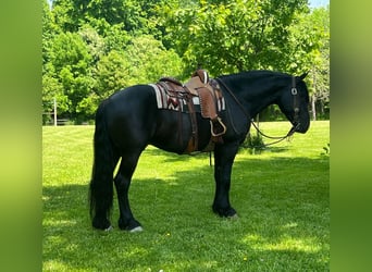 Fries paard, Ruin, 10 Jaar, 160 cm, Zwart