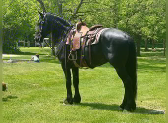 Fries paard, Ruin, 10 Jaar, 160 cm, Zwart