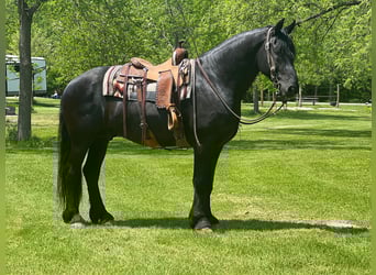 Fries paard, Ruin, 10 Jaar, 160 cm, Zwart