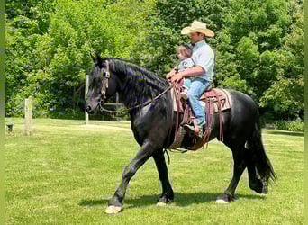 Fries paard, Ruin, 10 Jaar, 160 cm, Zwart