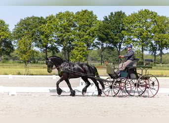 Fries paard, Ruin, 10 Jaar, 162 cm, Zwart