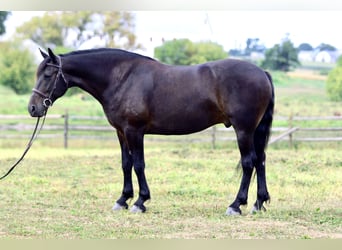 Fries paard Mix, Ruin, 10 Jaar, 163 cm, Roodbruin