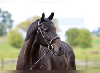 Fries paard Mix, Ruin, 10 Jaar, 163 cm, Roodbruin