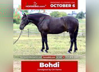 Fries paard Mix, Ruin, 10 Jaar, 163 cm, Roodbruin