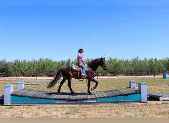 Fries paard, Ruin, 10 Jaar, 163 cm, Roodbruin
