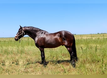 Fries paard, Ruin, 10 Jaar, 163 cm, Roodbruin