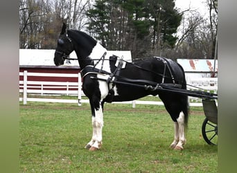 Fries paard, Ruin, 10 Jaar, 163 cm, Tobiano-alle-kleuren