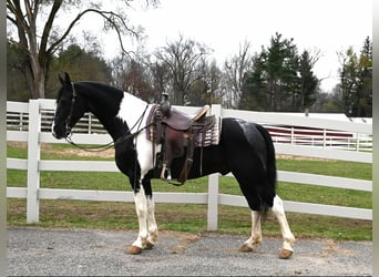 Fries paard, Ruin, 10 Jaar, 163 cm, Tobiano-alle-kleuren