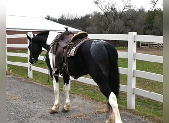 Fries paard, Ruin, 10 Jaar, 163 cm, Tobiano-alle-kleuren