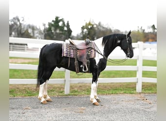 Fries paard, Ruin, 10 Jaar, 163 cm, Tobiano-alle-kleuren