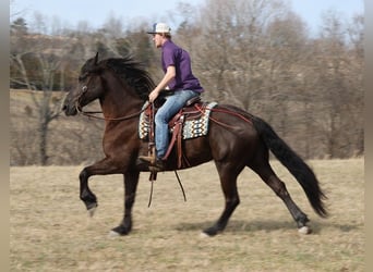 Fries paard, Ruin, 10 Jaar, 163 cm, Zwart