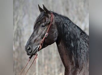 Fries paard, Ruin, 10 Jaar, 163 cm, Zwart