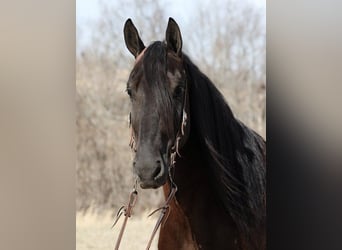 Fries paard, Ruin, 10 Jaar, 163 cm, Zwart