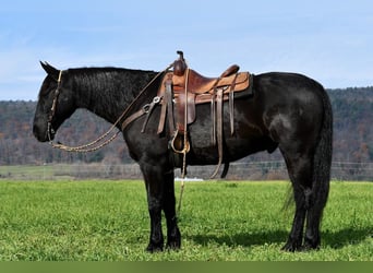 Fries paard, Ruin, 10 Jaar, 163 cm, Zwart