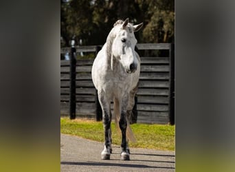 Fries paard, Ruin, 10 Jaar, 165 cm, Schimmel