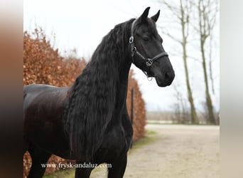Fries paard, Ruin, 10 Jaar, 167 cm, Zwart