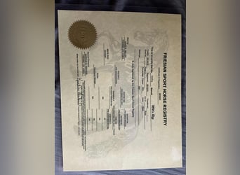 Fries paard, Ruin, 10 Jaar, 170 cm, Zwart