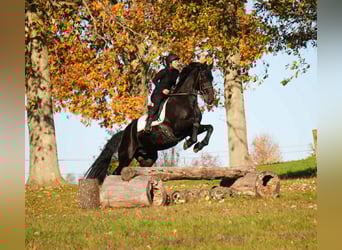 Fries paard, Ruin, 10 Jaar, 170 cm, Zwart