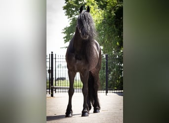 Fries paard, Ruin, 10 Jaar, 172 cm, Zwart