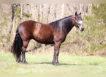 Fries paard, Ruin, 11 Jaar, 152 cm, Roodbruin